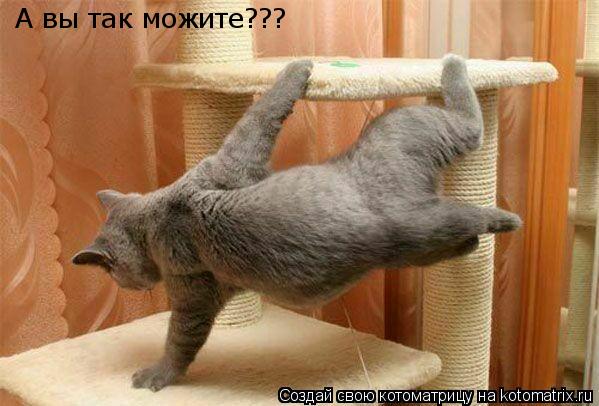 Котоматрица: А вы так можите???