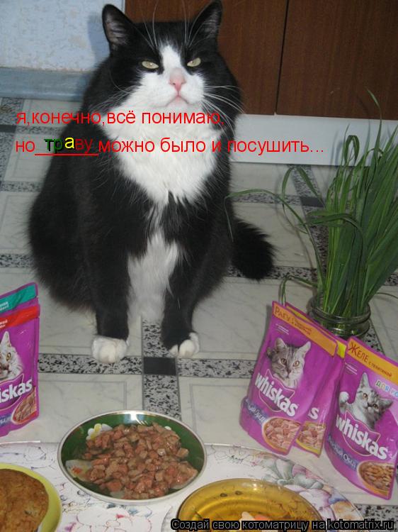 Котоматрица: я,конечно,всё понимаю, тр а ву но______можно было и посушить...