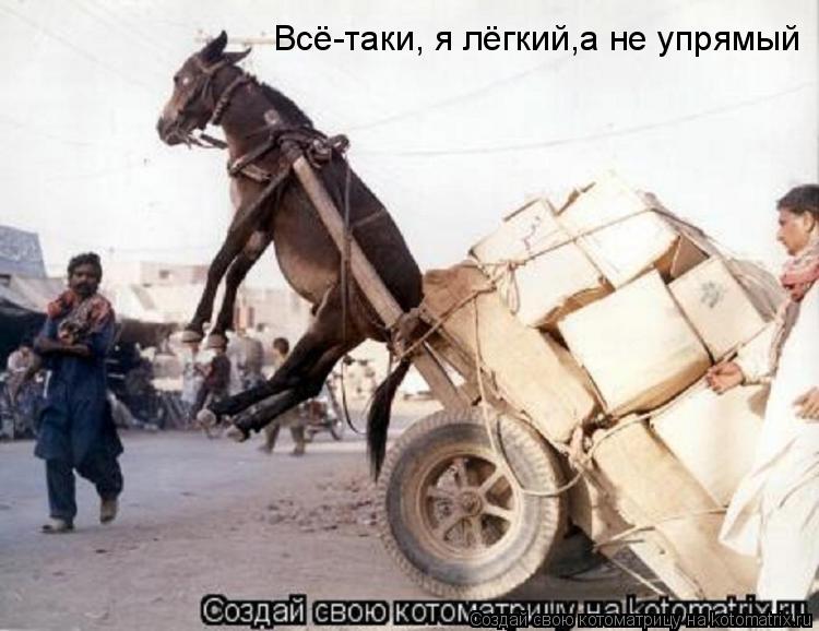 Котоматрица: Всё-таки, я лёгкий,а не упрямый