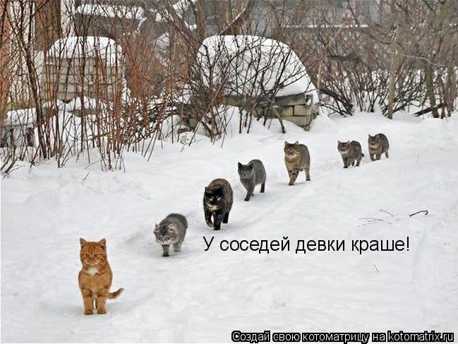 Котоматрица: У соседей девки краше!