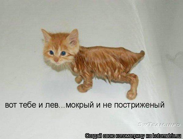 вот тебе и лев...мокрый и не постриженый... Котоматрица: вот тебе и лев...мокрый и не постриженый