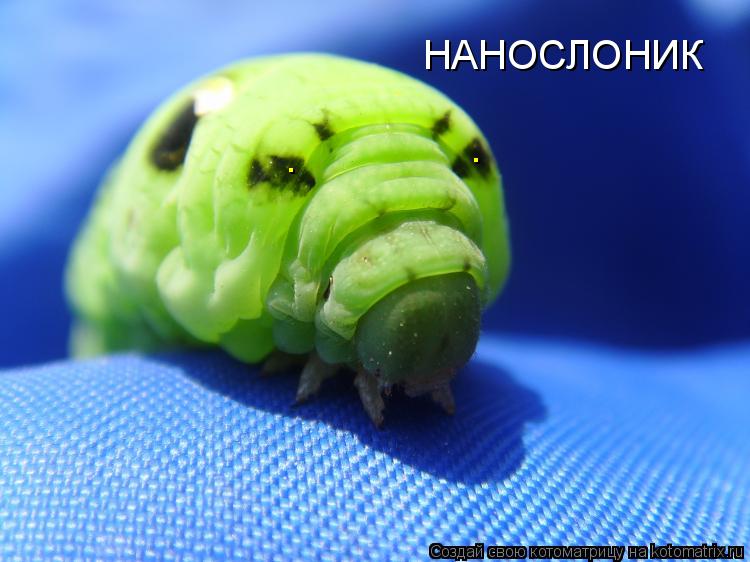 НАНОСЛОНИК . .... Котоматрица: НАНОСЛОНИК . .