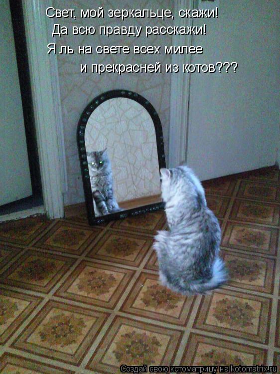 Свет, мой зеркальце, скажи! Да всю правду расскажи! Я ль на свете всех милее и прекрасней из котов... Котоматрица: Свет, мой зеркальце, скажи! Да всю правду расскажи! Я ль на свете всех милее и прекрасней из котов???