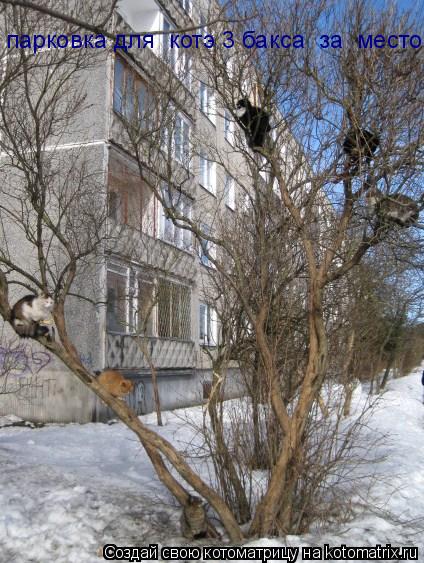 Котоматрица: парковка для  котэ 3 бакса  за  место