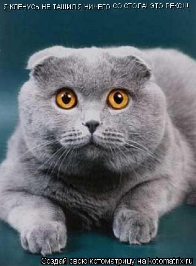 Я КЛЕНУСЬ НЕ ТАЩИЛ Я НИЧЕГО СО СТОЛА! ЭТО РЕКС!!!... Котоматрица: Я КЛЕНУСЬ НЕ ТАЩИЛ Я НИЧЕГО СО СТОЛА! ЭТО РЕКС!!!