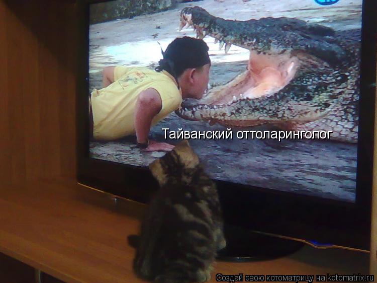 Котоматрица: Тайванский оттоларинголог