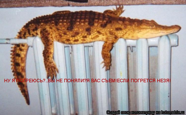 НУ Я ПОГРЕЮСЬ?..ВЫ НЕ ПОНЯЛИ?Я ВАС СЪЕМ!ЕСЛИ ПОГРЕТСЯ НЕЗЯ!... Котоматрица: НУ Я ПОГРЕЮСЬ?..ВЫ НЕ ПОНЯЛИ?Я ВАС СЪЕМ!ЕСЛИ ПОГРЕТСЯ НЕЗЯ!