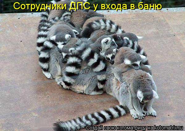 Сотрудники ДПС у входа в баню... Котоматрица: Сотрудники ДПС у входа в баню