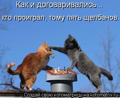 Котоматрица: Как и договаривались... кто проиграл, тому пять щелбанов.