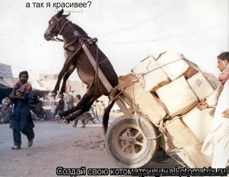 Котоматрица: а так я красивее?