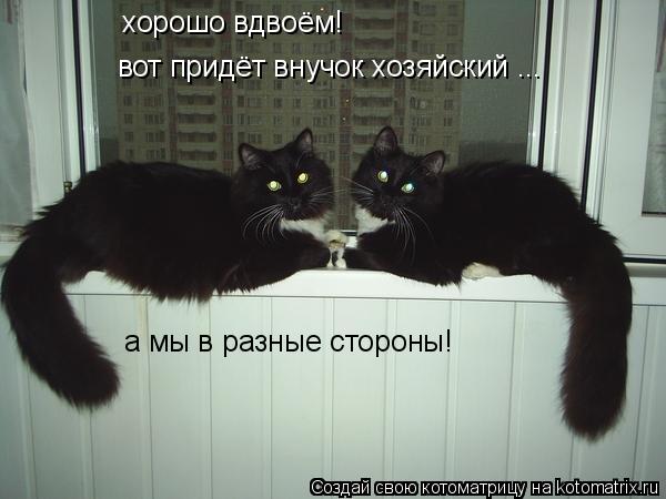 хорошо вдвоём! вот придёт внучок хозяйский ... а мы в разные стороны!... Котоматрица: хорошо вдвоём! вот придёт внучок хозяйский ... а мы в разные стороны!