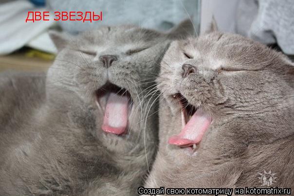 Котоматрица: ДВЕ ЗВЕЗДЫ