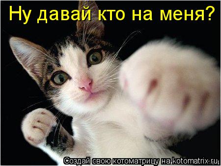 Котоматрица: Ну давай кто на меня?