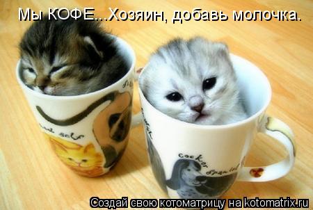 Мы КОФЕ...Хозяин, добавь молочка.... Котоматрица: Мы КОФЕ...Хозяин, добавь молочка.