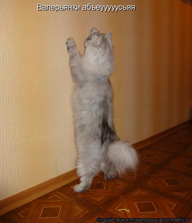 Котоматрица: Валерьянки абъеууууусьяя