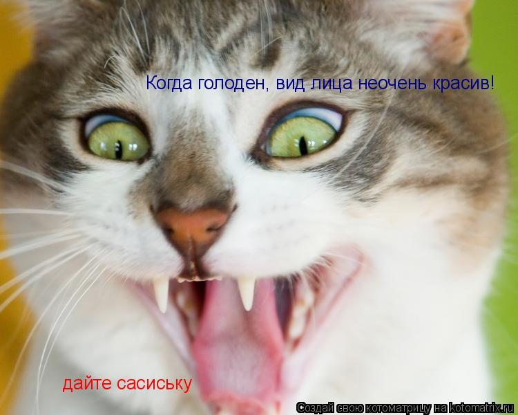 Когда голоден, вид лица неочень красив! дайте сасиську... Котоматрица: Когда голоден, вид лица неочень красив! дайте сасиську