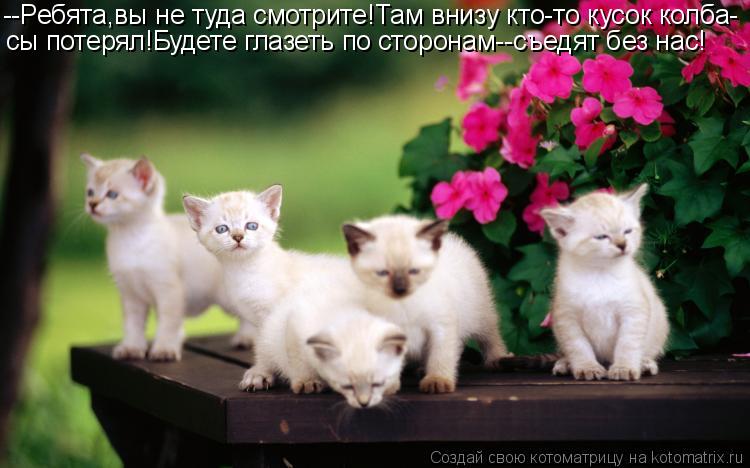 --Ребята,вы не туда смотрите!Там внизу кто-то кусок колба- сы потерял!Будете глазеть по сторонам--съе... Котоматрица: --Ребята,вы не туда смотрите!Там внизу кто-то кусок колба- сы потерял!Будете глазеть по сторонам--съедят без нас!