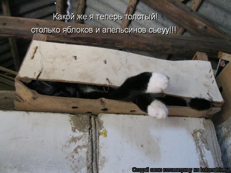 Котоматрица: Какой же я теперь толстый!   столько яблоков и апельсинов сьеуу!!!