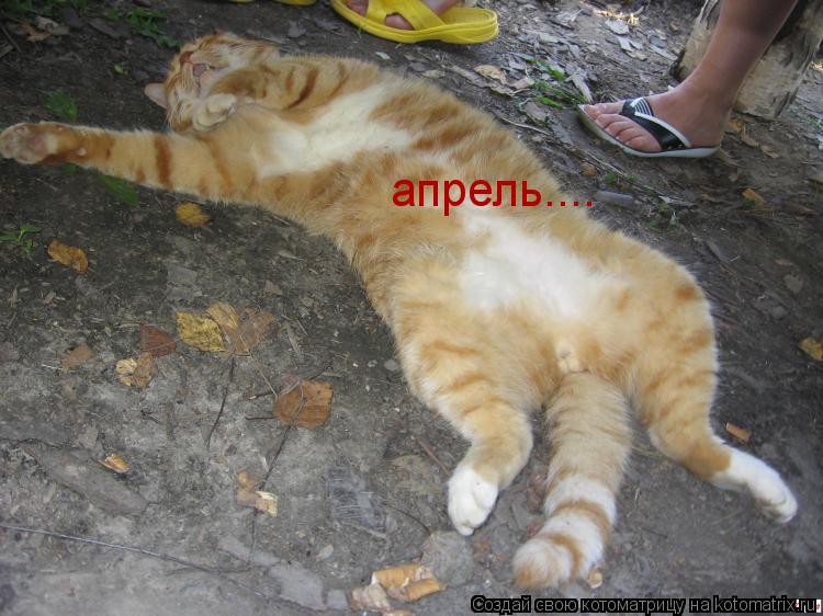 Котоматрица: апрель....