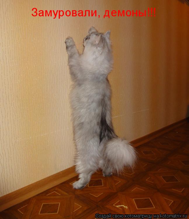 Замуровали, демоны!!!... Котоматрица: Замуровали, демоны!!!