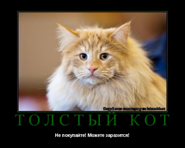 Толстый кот Не покупайте! Можете заразится!... Котоматрица: Толстый кот Не покупайте! Можете заразится!