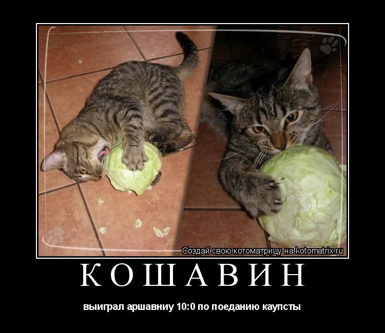 КОШАВИН выиграл аршавниу 10:0 по поеданию каупсты... Котоматрица: КОШАВИН выиграл аршавниу 10:0 по поеданию каупсты