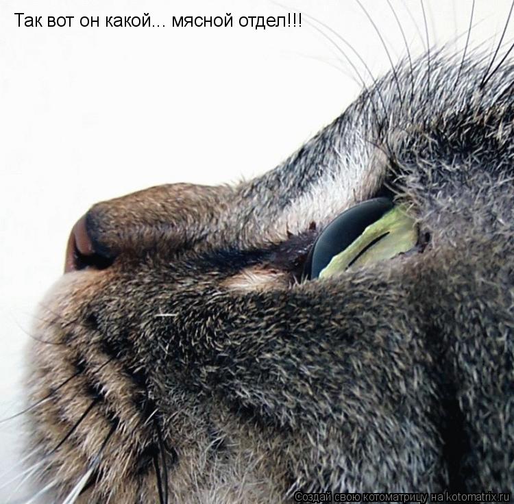 Так вот он какой... мясной отдел!!!... Котоматрица: Так вот он какой... мясной отдел!!!