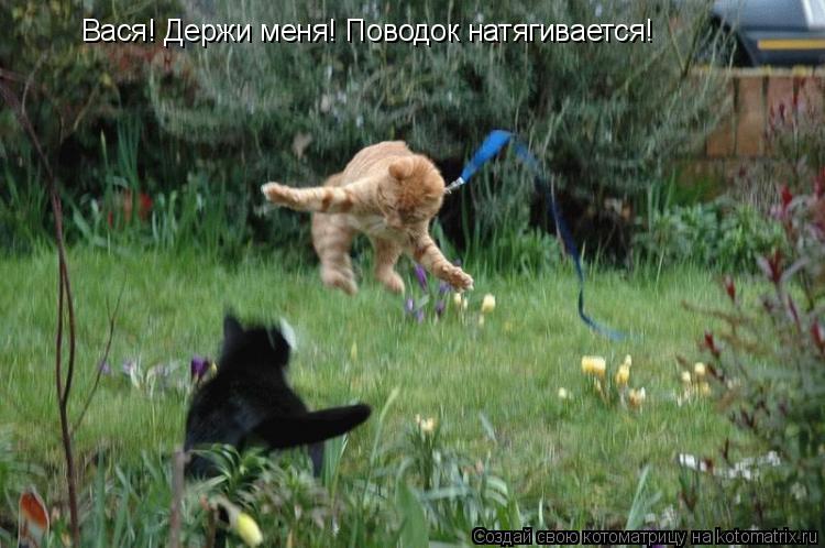 Вася! Держи меня! Поводок натягивается!... Котоматрица: Вася! Держи меня! Поводок натягивается!