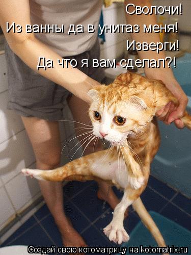 Сволочи! Из ванны да в унитаз меня! Изверги! Да что я вам сделал?!... Котоматрица: Сволочи! Из ванны да в унитаз меня! Изверги! Да что я вам сделал?!