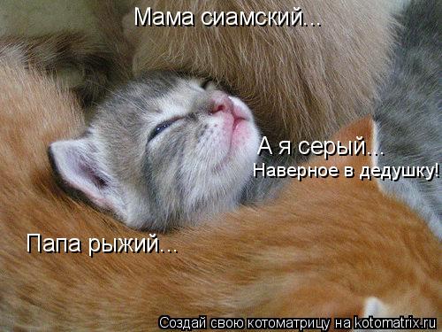 Папа рыжий... Мама сиамский... А я серый... Наверное в дедушку!... Котоматрица: Папа рыжий... Мама сиамский... А я серый... Наверное в дедушку!