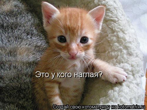 Это у кого наглая?... Котоматрица: Это у кого наглая?
