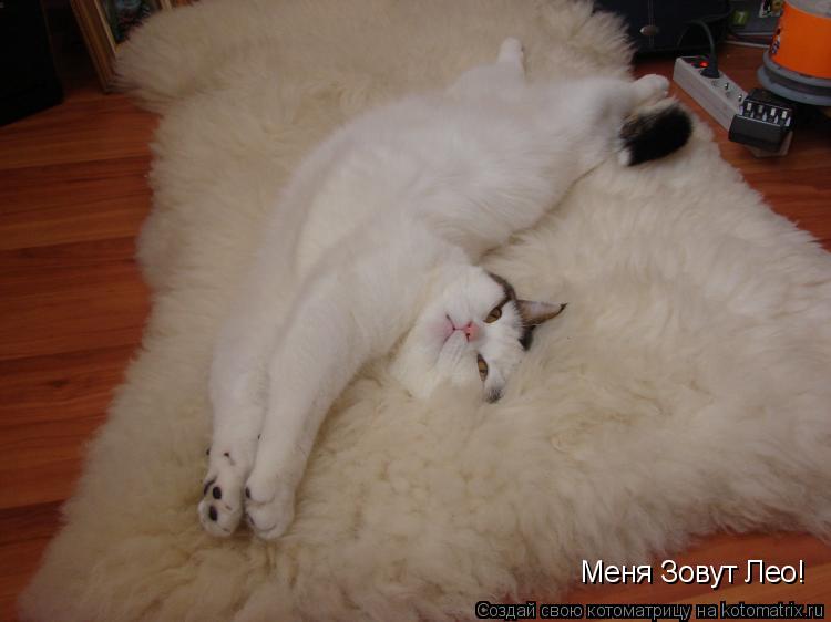 Меня Зовут Лео!... Котоматрица: Меня Зовут Лео!