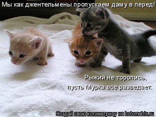 Mы как джентельмены пропускаем даму в перед!... Рыжий не торопись, пусть Мурка все разведает.... Котоматрица: Mы как джентельмены пропускаем даму в перед!... Рыжий не торопись, пусть Мурка все разведает.