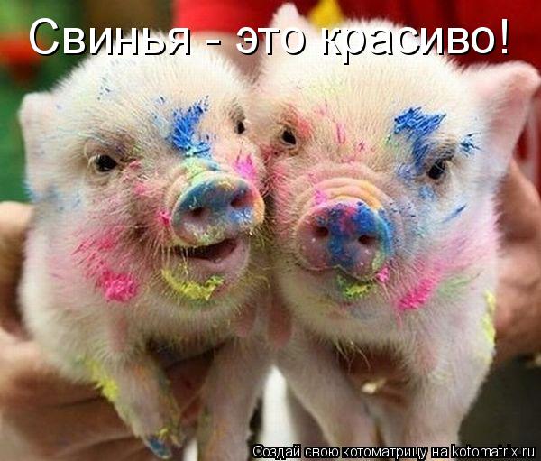 Свинья - это красиво!... Котоматрица: Свинья - это красиво!