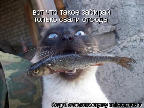 вот что такое забирай только свали отсюда... Котоматрица: вот что такое забирай только свали отсюда