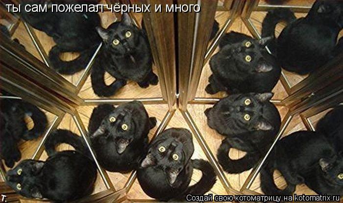ты сам пожелал чёрных и много... Котоматрица: ты сам пожелал чёрных и много
