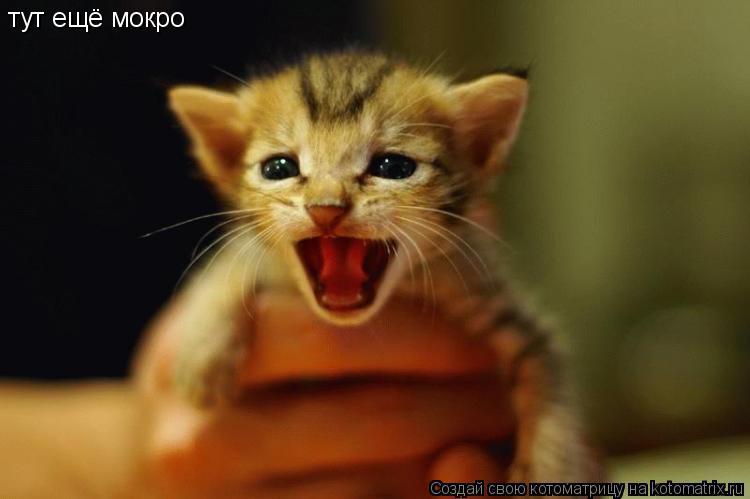 тут ещё мокро... Котоматрица: тут ещё мокро