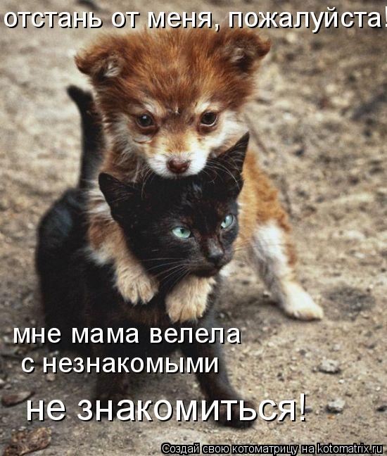 отстань от меня, пожалуйста! мне мама велела с незнакомыми не знакомиться!... Котоматрица: отстань от меня, пожалуйста! мне мама велела с незнакомыми не знакомиться!