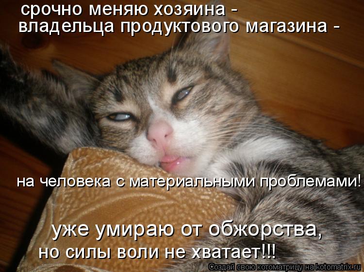 срочно меняю хозяина - владельца продуктового магазина - на человека с материальными проблемами! уже... Котоматрица: срочно меняю хозяина - владельца продуктового магазина - на человека с материальными проблемами! уже умираю от обжорства, но силы воли не х