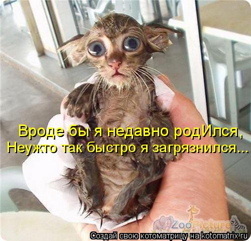 Вроде бы я недавно родИлся, Неужто так быстро я загрязнился...... Котоматрица: Вроде бы я недавно родИлся, Неужто так быстро я загрязнился...