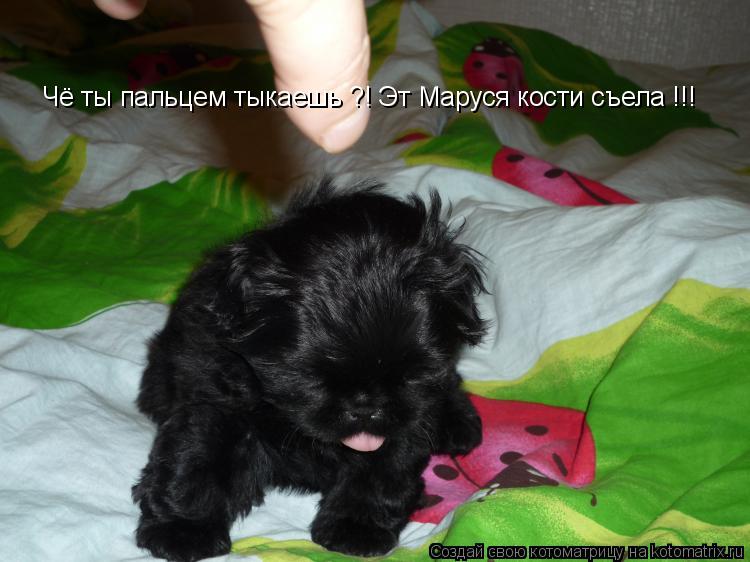 Чё ты пальцем тыкаешь ?! Эт Маруся кости съела !!!... Котоматрица: Чё ты пальцем тыкаешь ?! Эт Маруся кости съела !!!