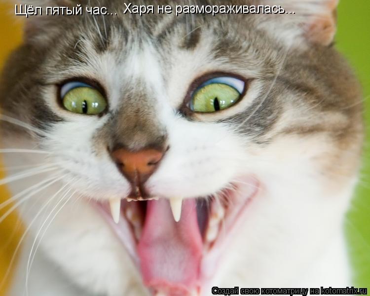 Щёл пятый час... Харя не размораживалась...... Котоматрица: Щёл пятый час... Харя не размораживалась...