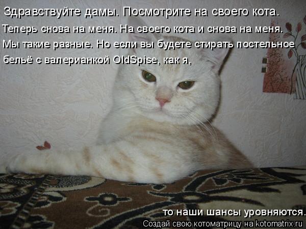 Котоматрица: Здравствуйте дамы. Посмотрите на своего кота.  Теперь снова на меня. На своего кота и снова на меня. Мы такие разные. Но если вы будете стират