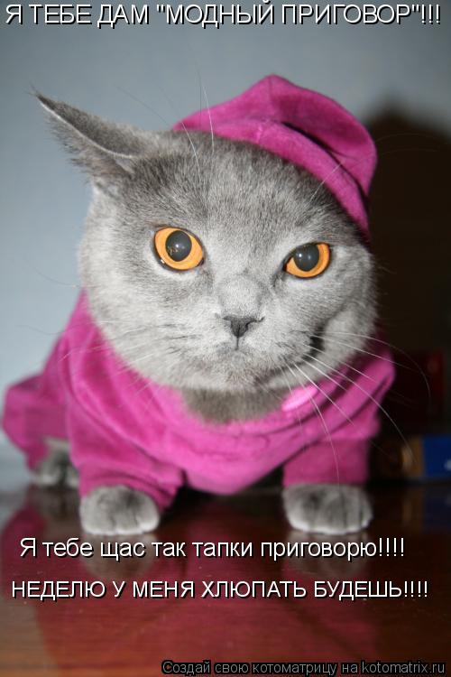 Я ТЕБЕ ДАМ "МОДНЫЙ ПРИГОВОР"!!! Я тебе щас так тапки приговорю!!!! НЕДЕЛЮ У МЕНЯ ХЛЮПАТЬ БУДЕШЬ!!!!... Котоматрица: Я ТЕБЕ ДАМ "МОДНЫЙ ПРИГОВОР"!!! Я тебе щас так тапки приговорю!!!! НЕДЕЛЮ У МЕНЯ ХЛЮПАТЬ БУДЕШЬ!!!!