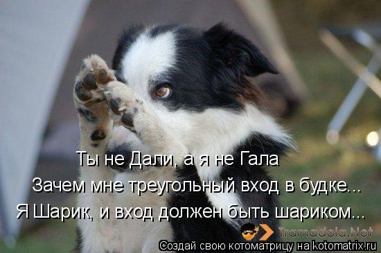 Ты не Дали, а я не Гала Зачем мне треугольный вход в будке... Я Шарик, и вход должен быть шариком...... Котоматрица: Ты не Дали, а я не Гала Зачем мне треугольный вход в будке... Я Шарик, и вход должен быть шариком...