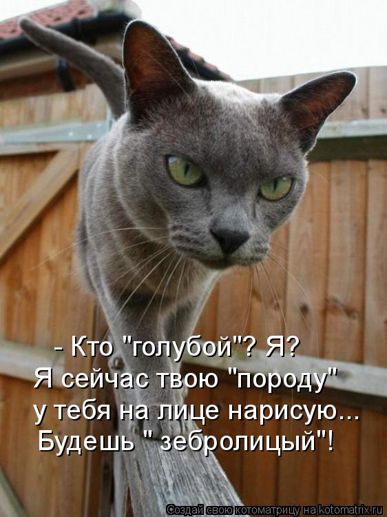 - Кто "голубой"? Я? Я сейчас твою "породу" у тебя на лице нарисую... Будешь " зебролицый"!... Котоматрица: - Кто "голубой"? Я? Я сейчас твою "породу" у тебя на лице нарисую... Будешь " зебролицый"!
