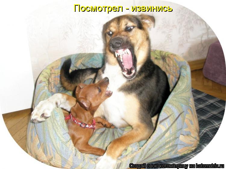 Котоматрица: Посмотрел - извинись