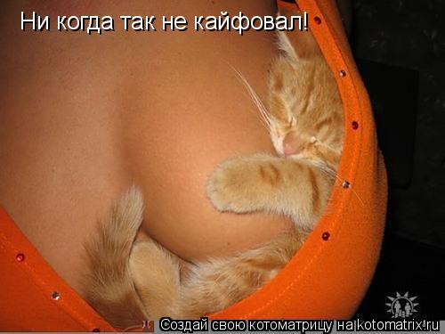 Ни когда так не кайфовал!... Котоматрица: Ни когда так не кайфовал!