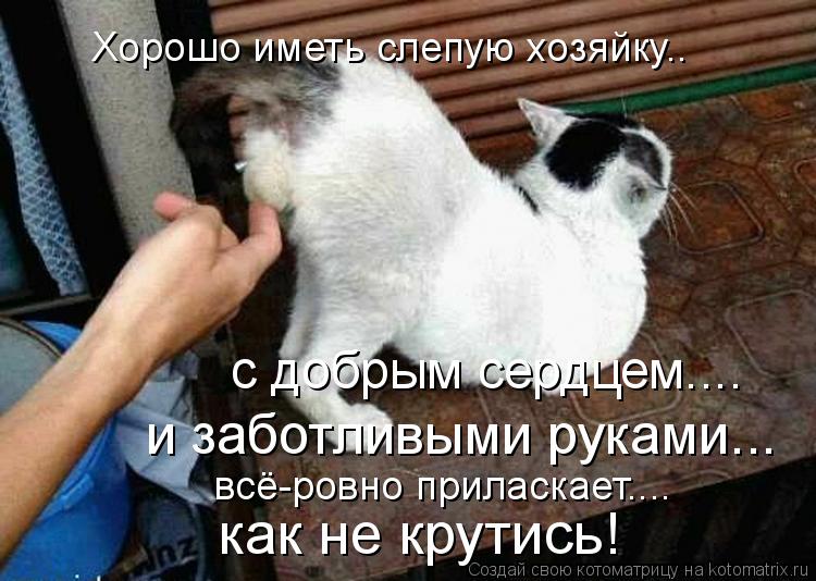 как не крутись! Хорошо иметь слепую хозяйку.. с добрым сердцем.... и заботливыми руками... всё-ровно ... Котоматрица: как не крутись! Хорошо иметь слепую хозяйку.. с добрым сердцем.... и заботливыми руками... всё-ровно приласкает....