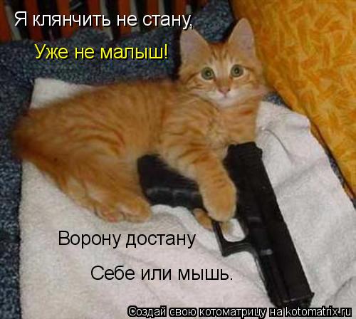 Я клянчить не стану, Уже не малыш! Ворону достану Себе или мышь.... Котоматрица: Я клянчить не стану, Уже не малыш! Ворону достану Себе или мышь.